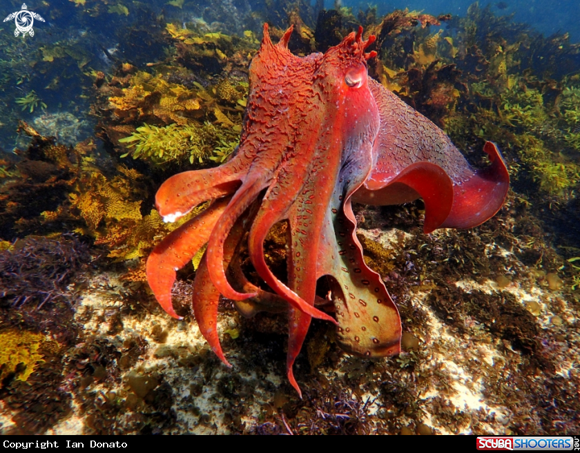 A Australian giant cuttlefish