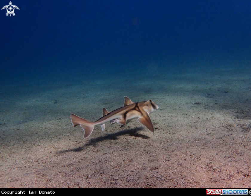 A Port Jackson shark