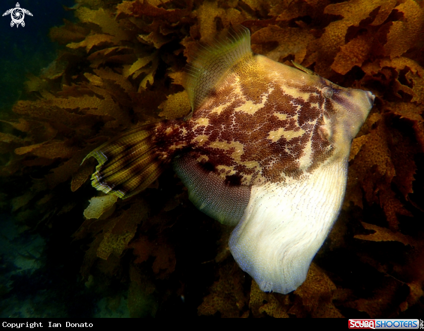 A Fan-bellied leatherjacket