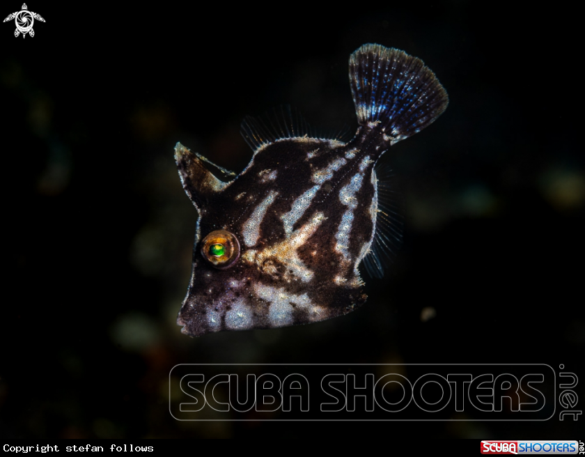 A Biota's Bristletail Filefish
