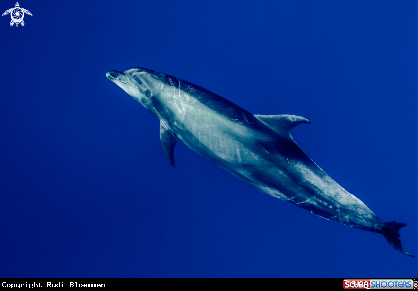 A Bottlenose dolphin