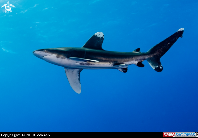 A Oceanic white tip shark