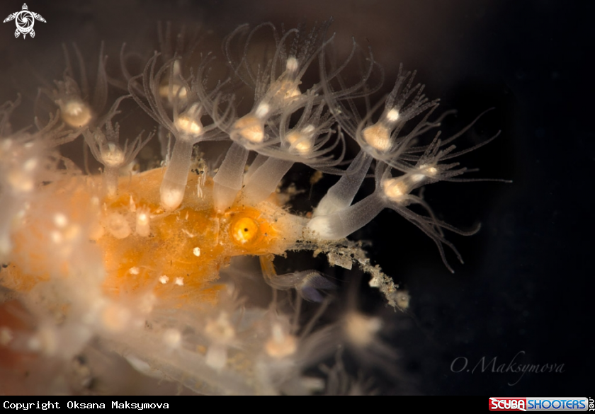 A Spiny Spider crab (Achaeus spinosus) 