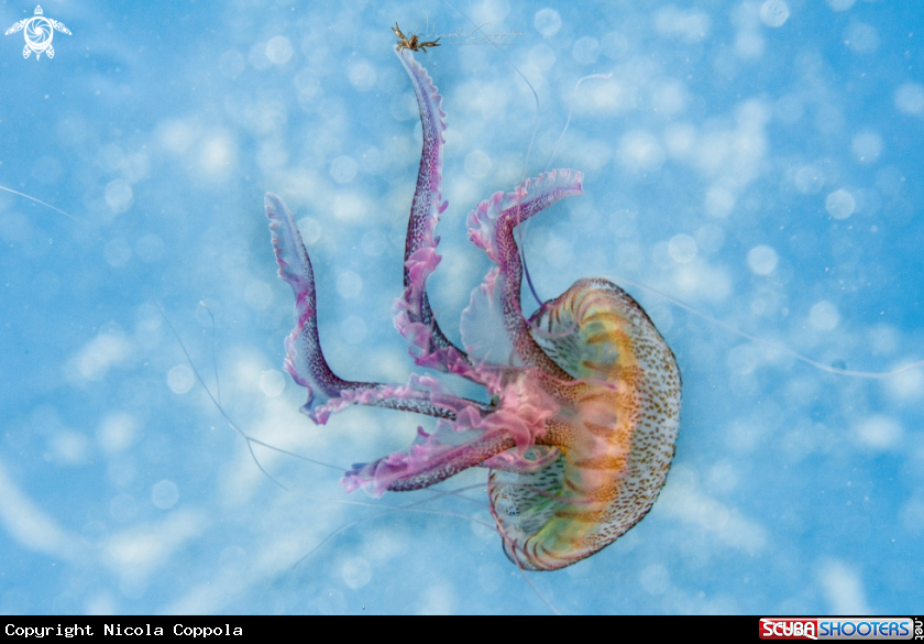 A Pelagia noctiluca