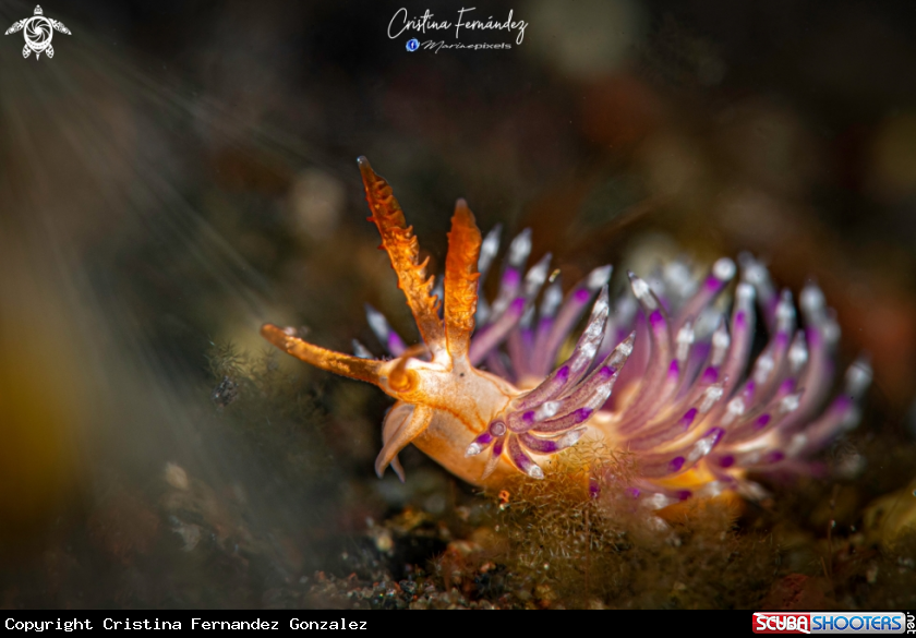 A Nudibranch