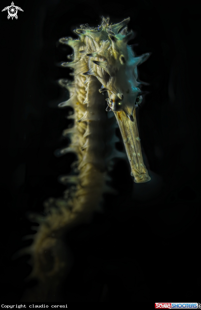 A porcupine seahorse