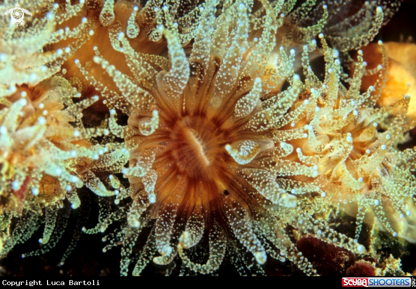 A anemone