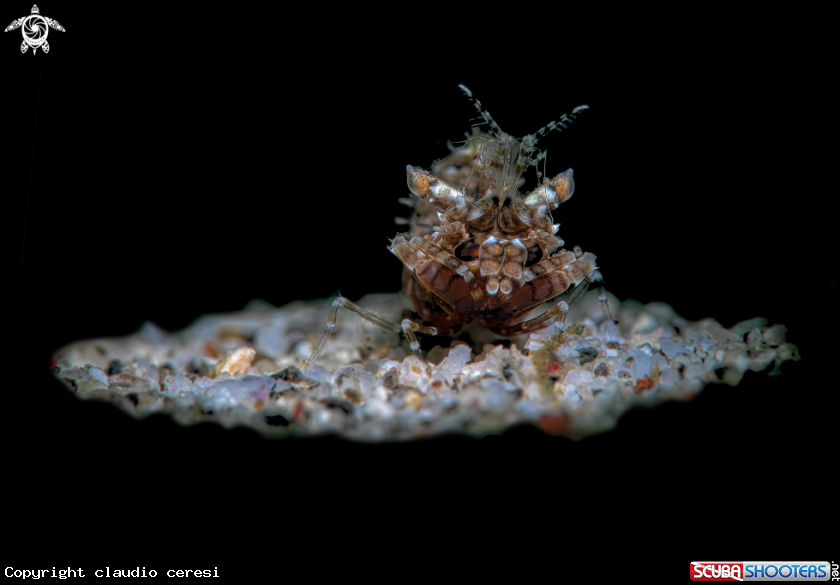 A shrimp id ?