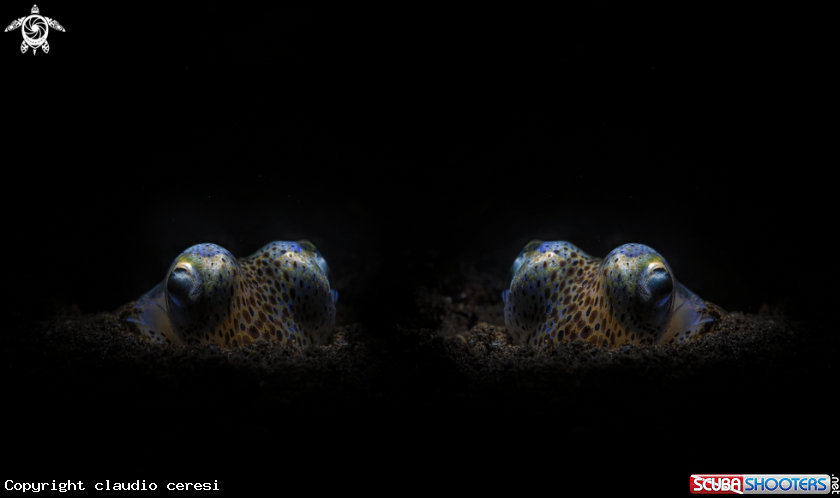 A bobtail squid 