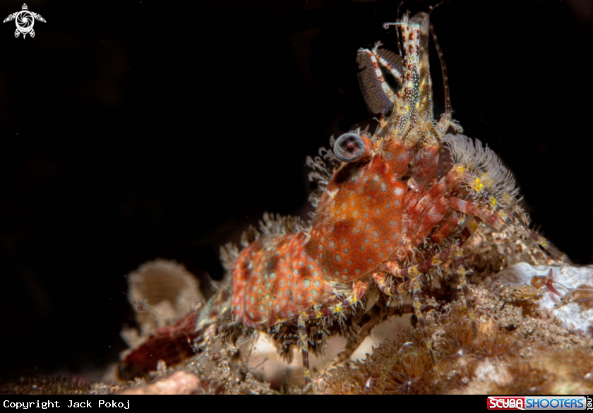 A Marble shrimp