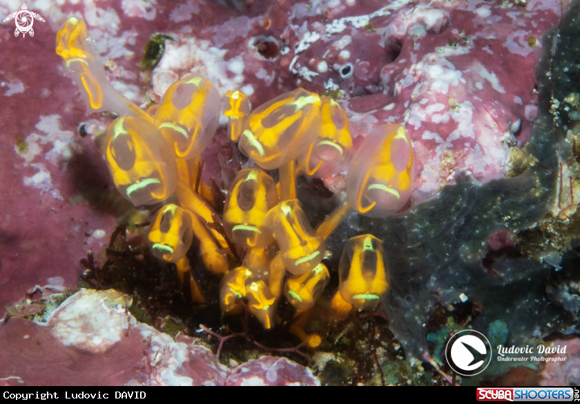 A Stalked Ascidian