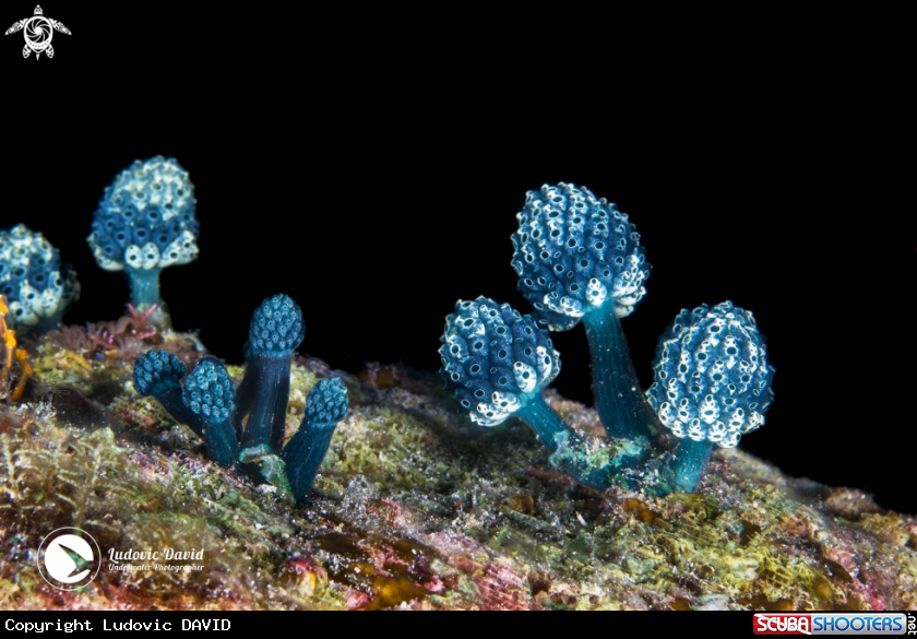 A Lollipop Tunicate