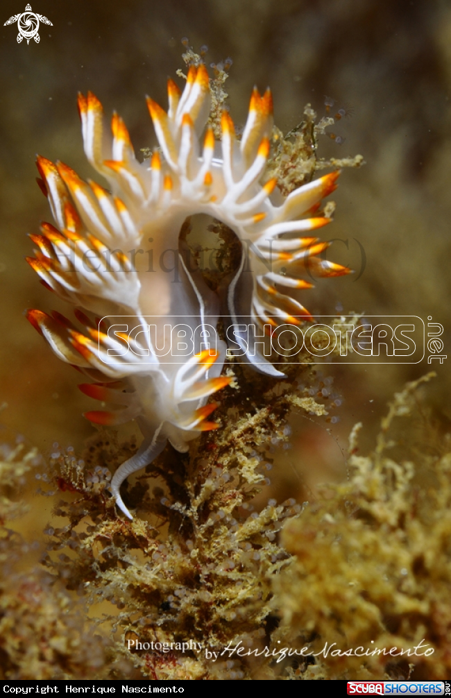 A Nudibranch