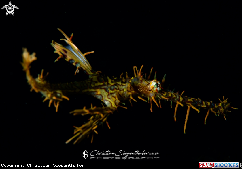 A Ornate Phost Pipefish