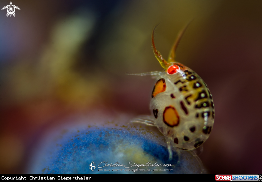 A Ladybug