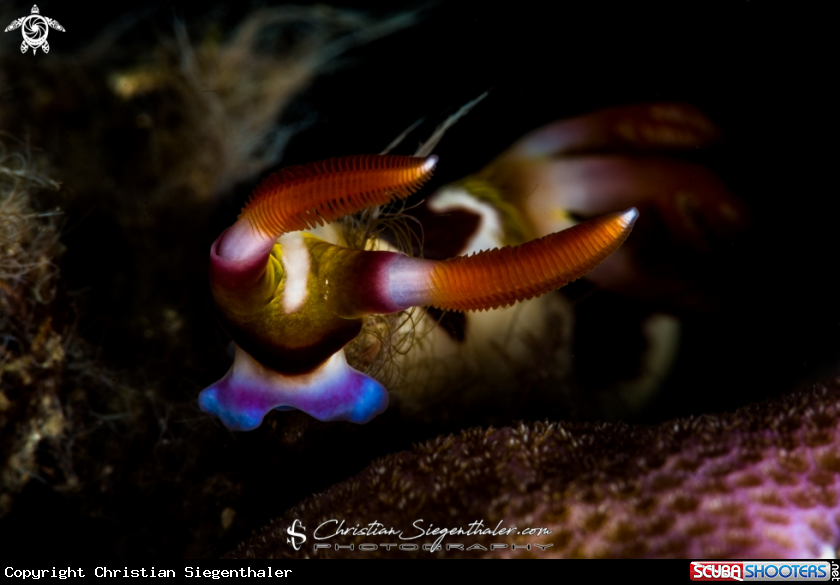 A Colored Nudibranch