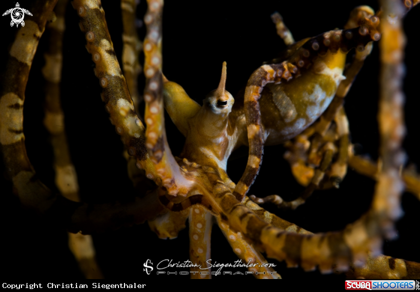 A Wonderpus octopus