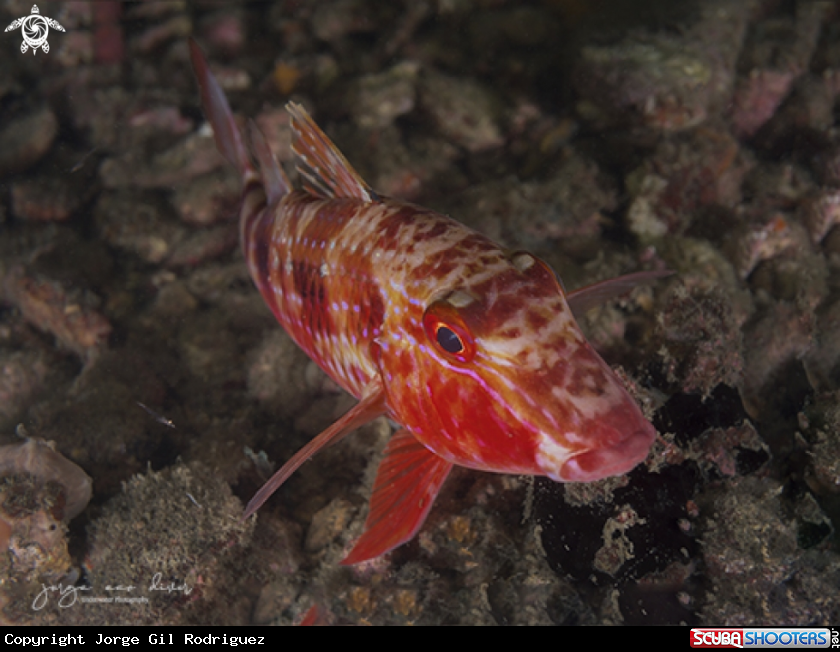 A Spotted Goatfish