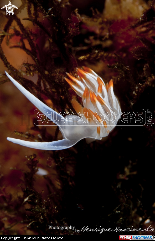 A Nudibranch