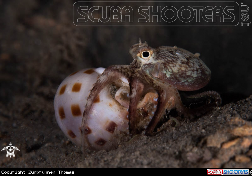 A Coconut Octopus 