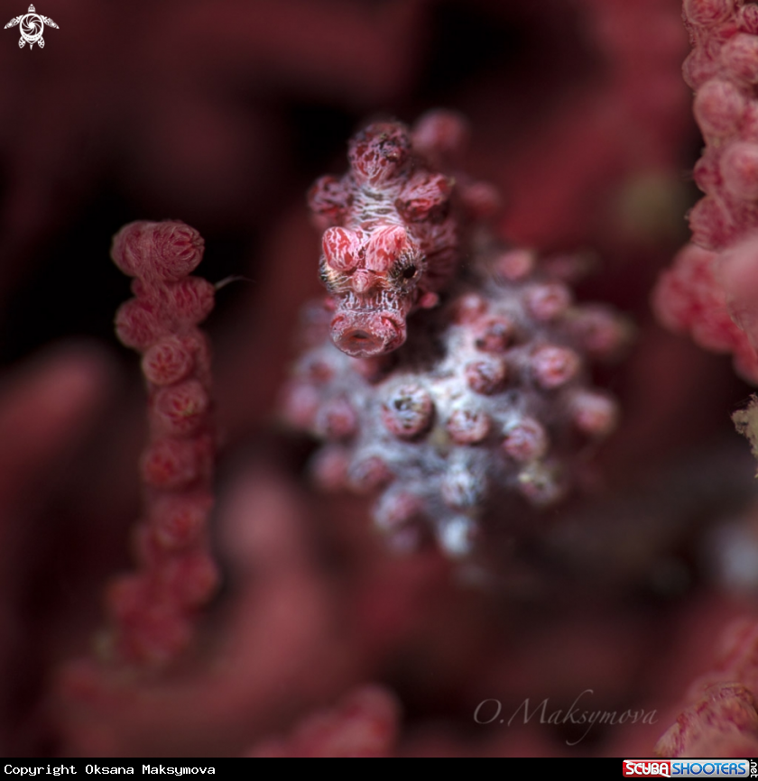 A Pygmy seahorse 