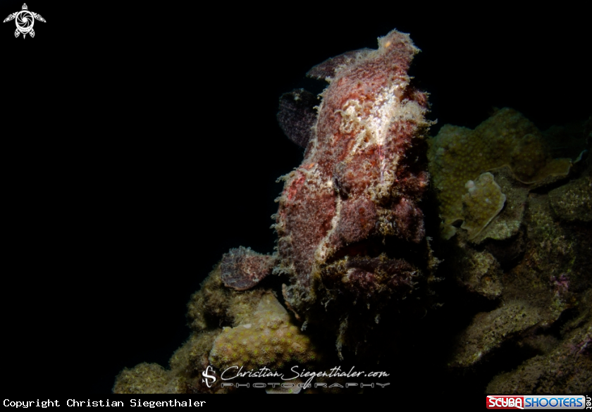 A Giant Frogfish