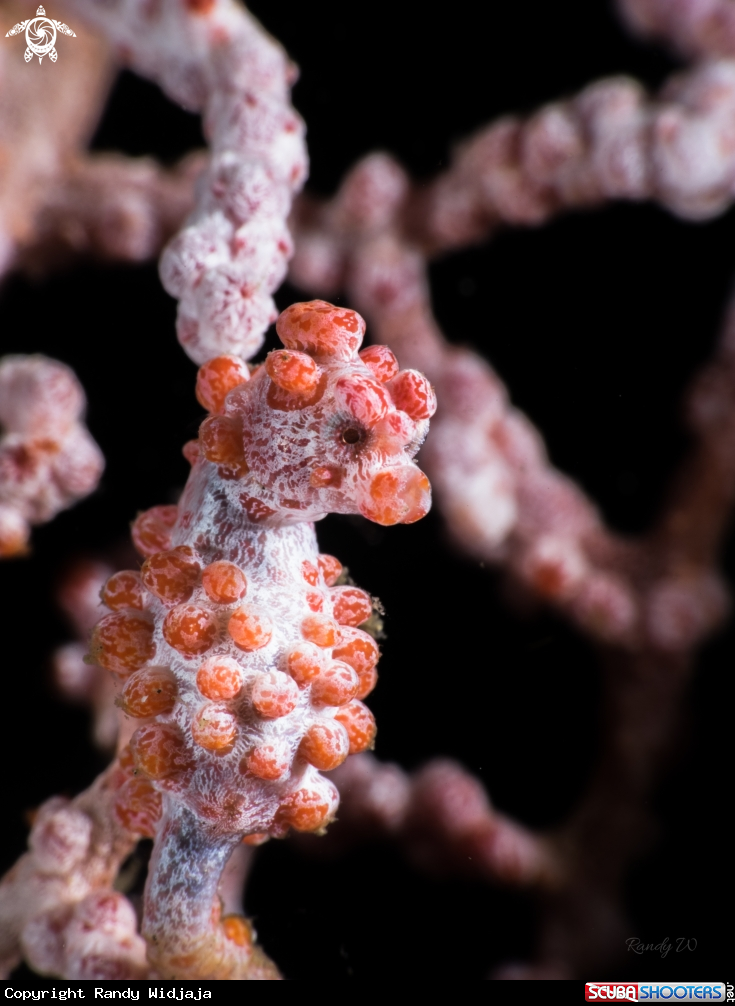A Pigmy Seahorse