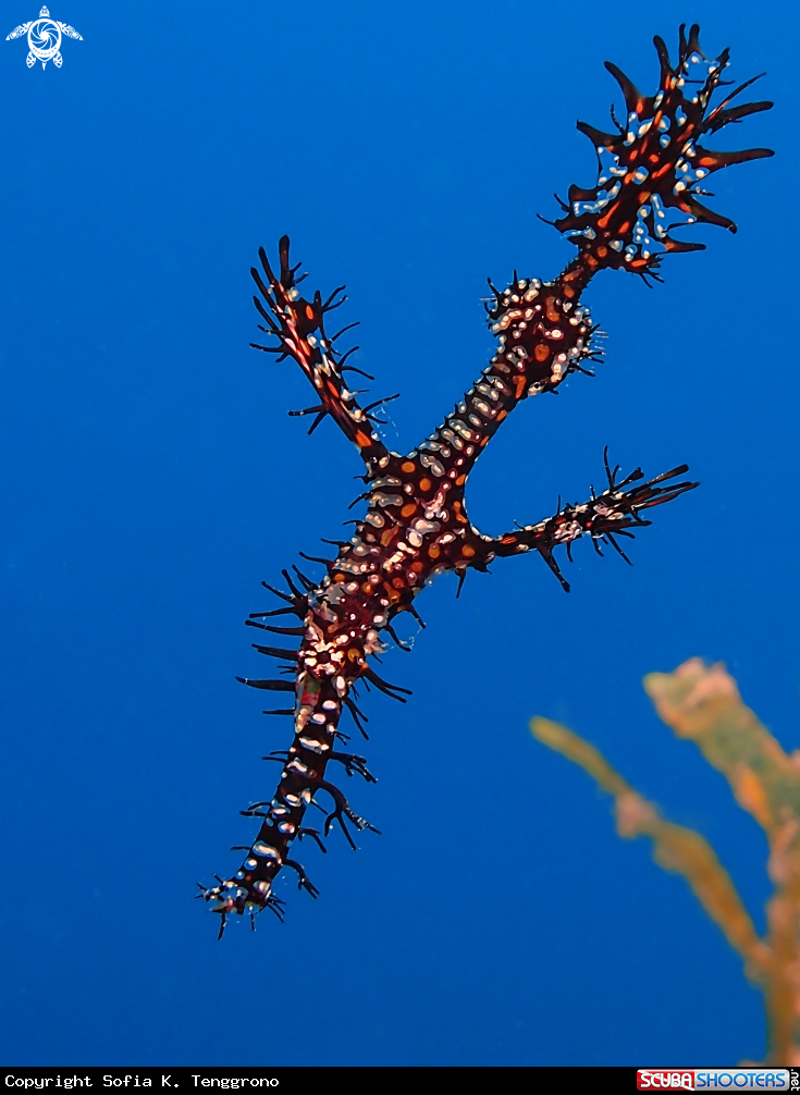 A Ornate Ghost Pipefish