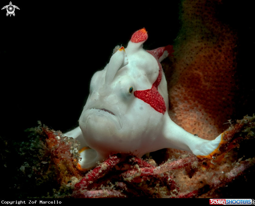 A Frog Fish