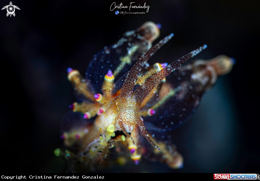 A Nudibranch