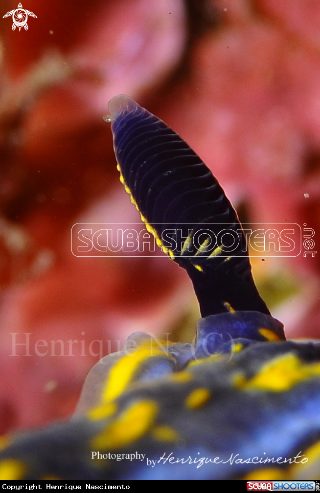 A Nudibranch