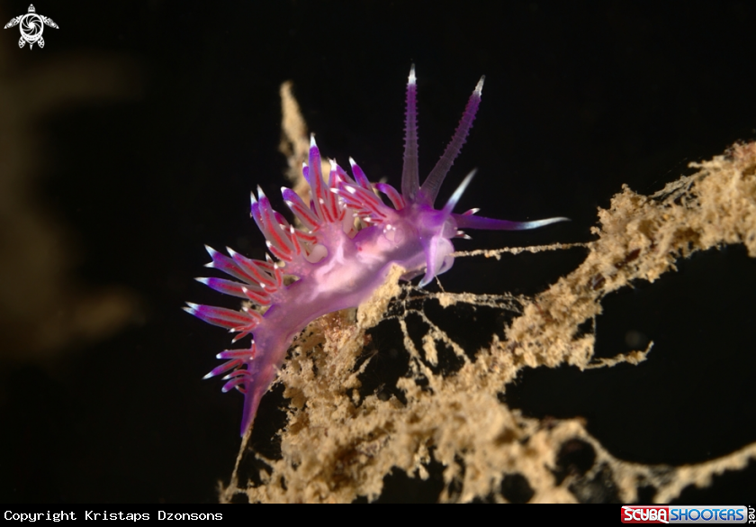 A Flabellina affinis nudibranch