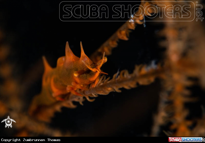 A Dragon Shrimp 