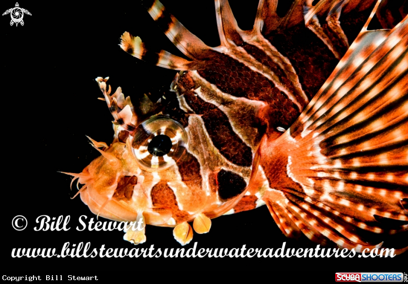 A Zebra Lionfish