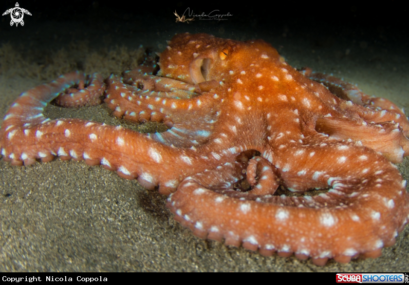 A octopus