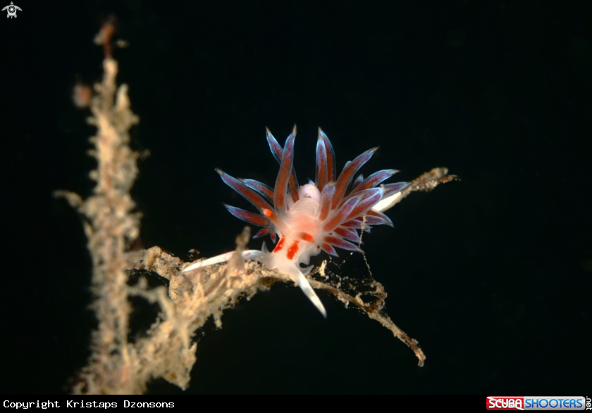 A Cratena peregrina nudibranch