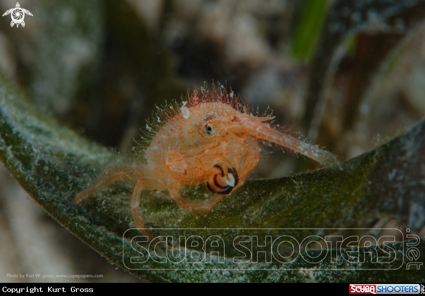 A Crab