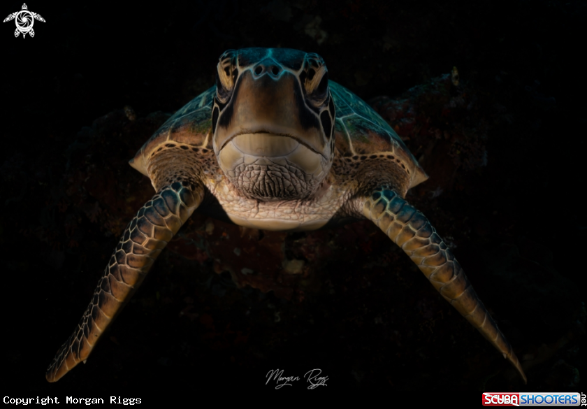 A Green Turtle