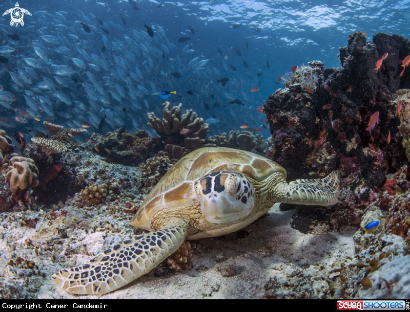 A Turtle and jackfishes