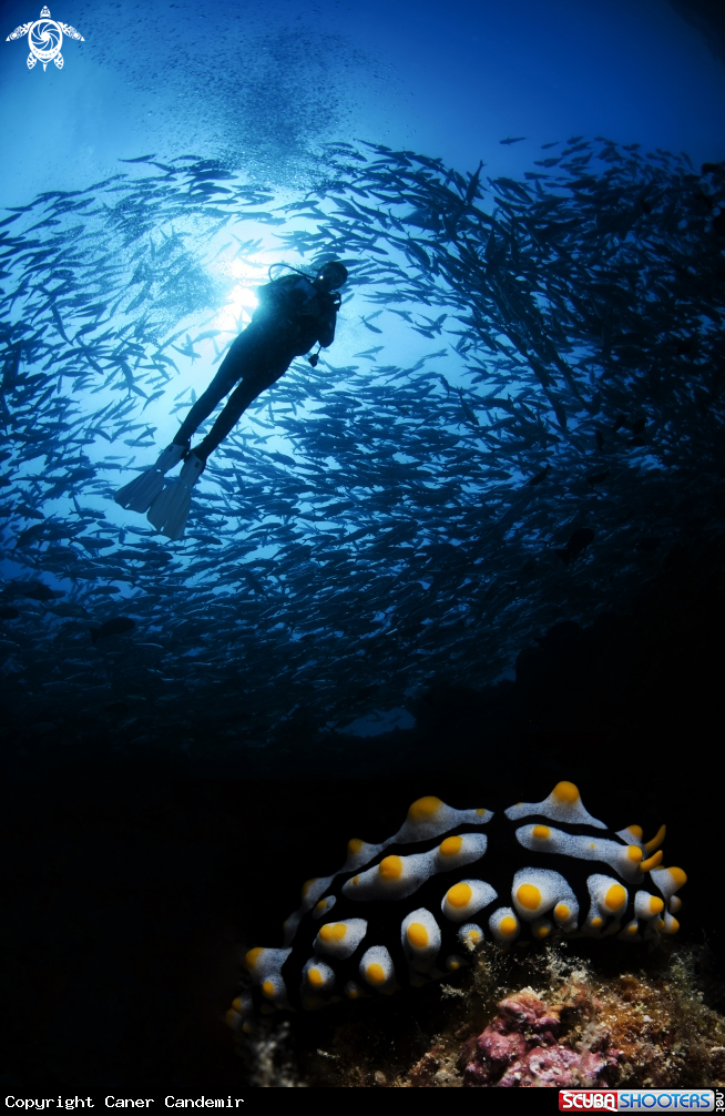 A Nudibranch and jackfishes
