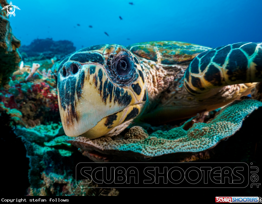 A Hawksbill Turtle