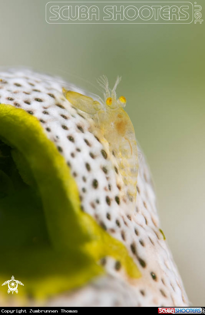 A Crab 