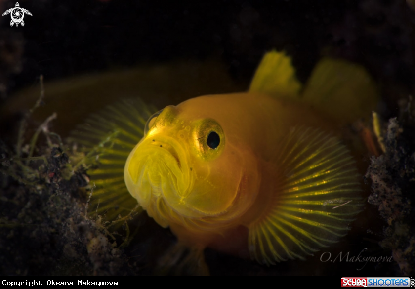 A Yellow Pygmy-goby (Lubricogobius exiguus)