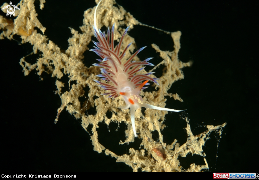 A Cratena peregrina nudibranch