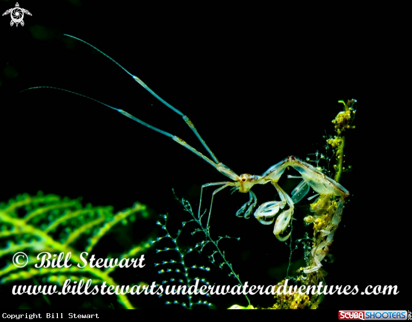 A Skeleton Shrimp