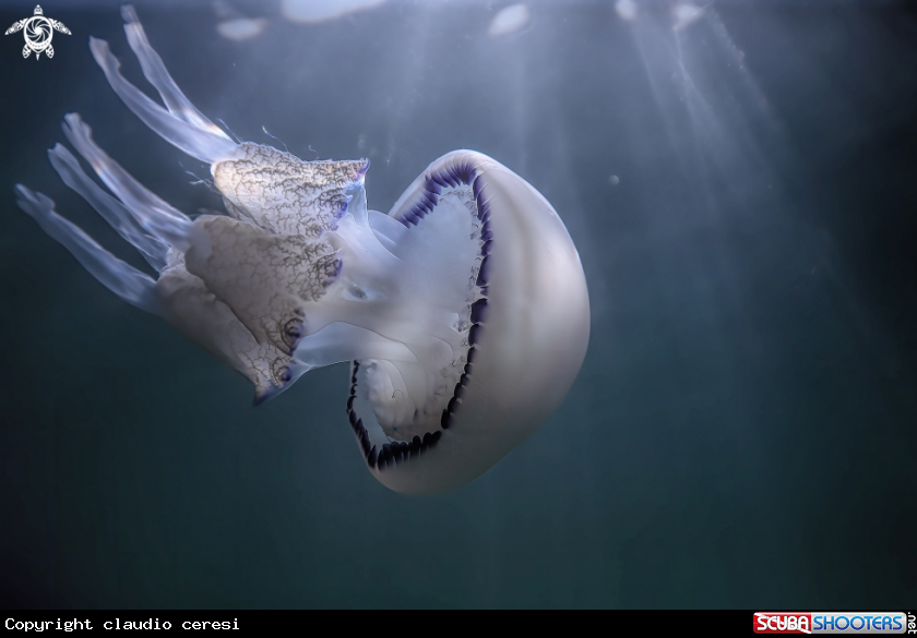 A barrel jellyfish