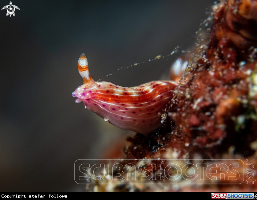 A Nudibranch