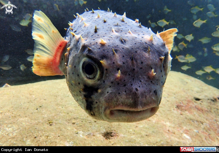 A Threebar Porcupinefish