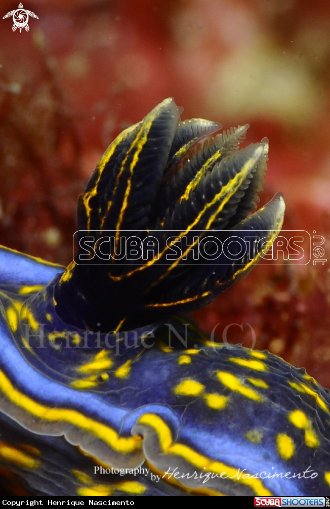A Nudibranch