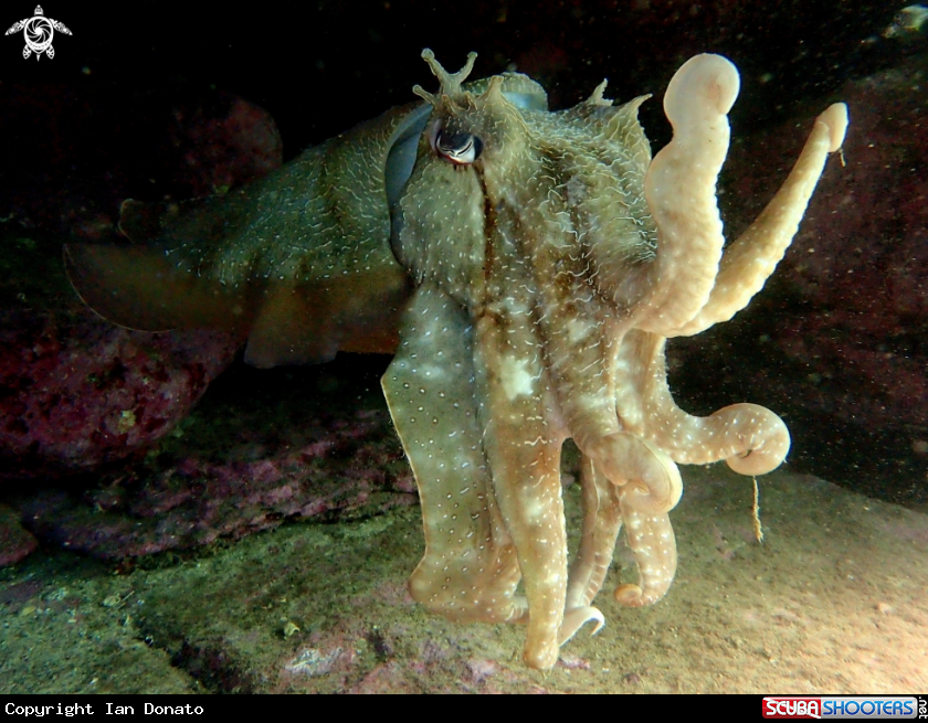 A Australian giant cuttlefish
